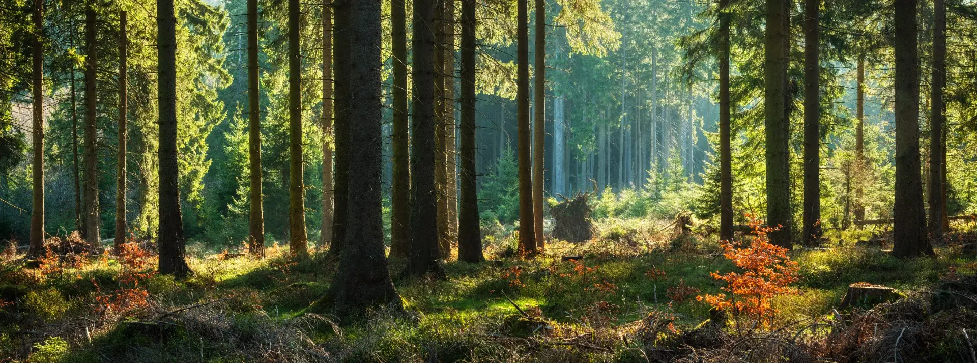 Die Sonnenstrahlen scheinen durch das Dach der Bäume im Wald.