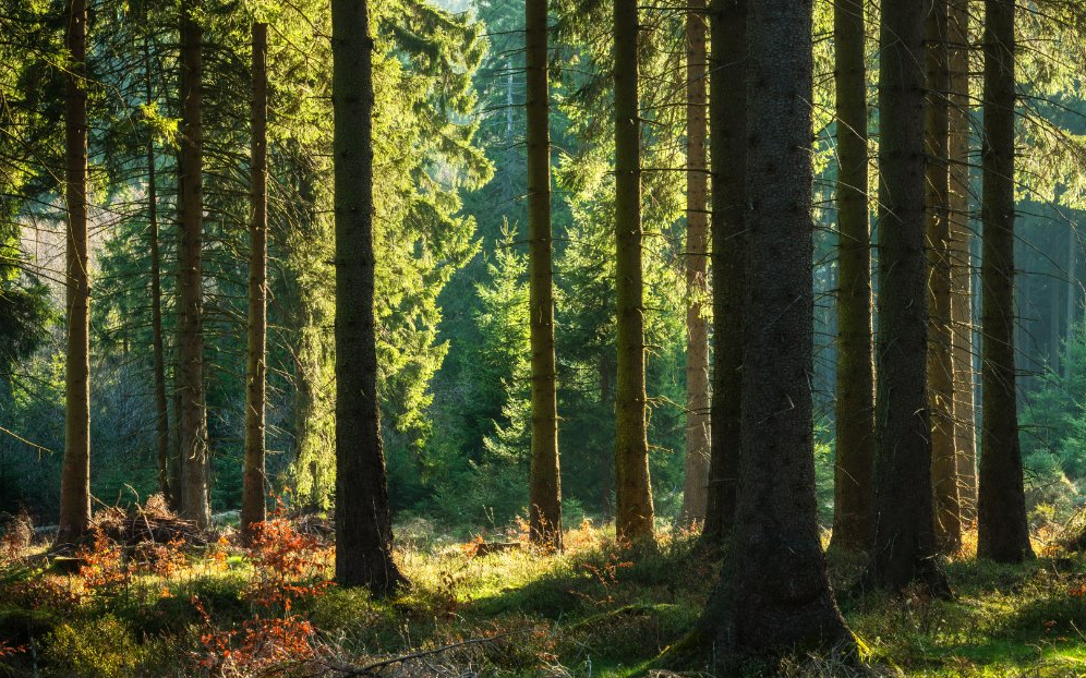 Die Sonnenstrahlen scheinen durch das Dach der Bäume im Wald.