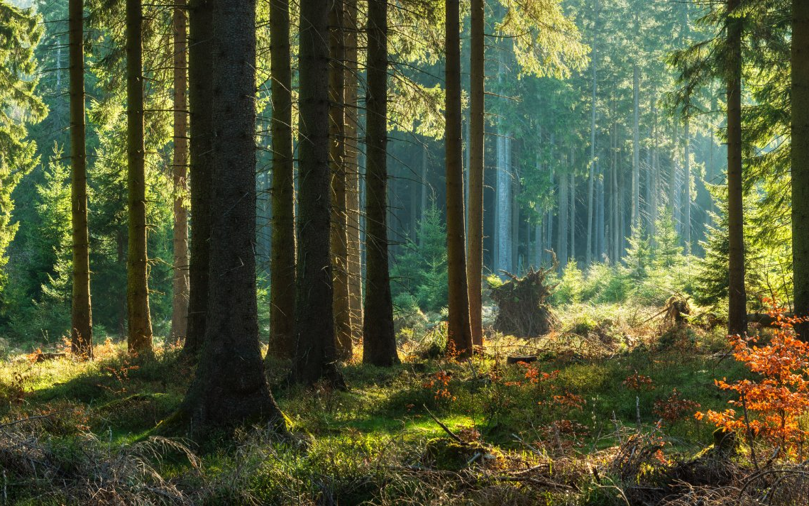 Die Sonnenstrahlen scheinen durch das Dach der Bäume im Wald.