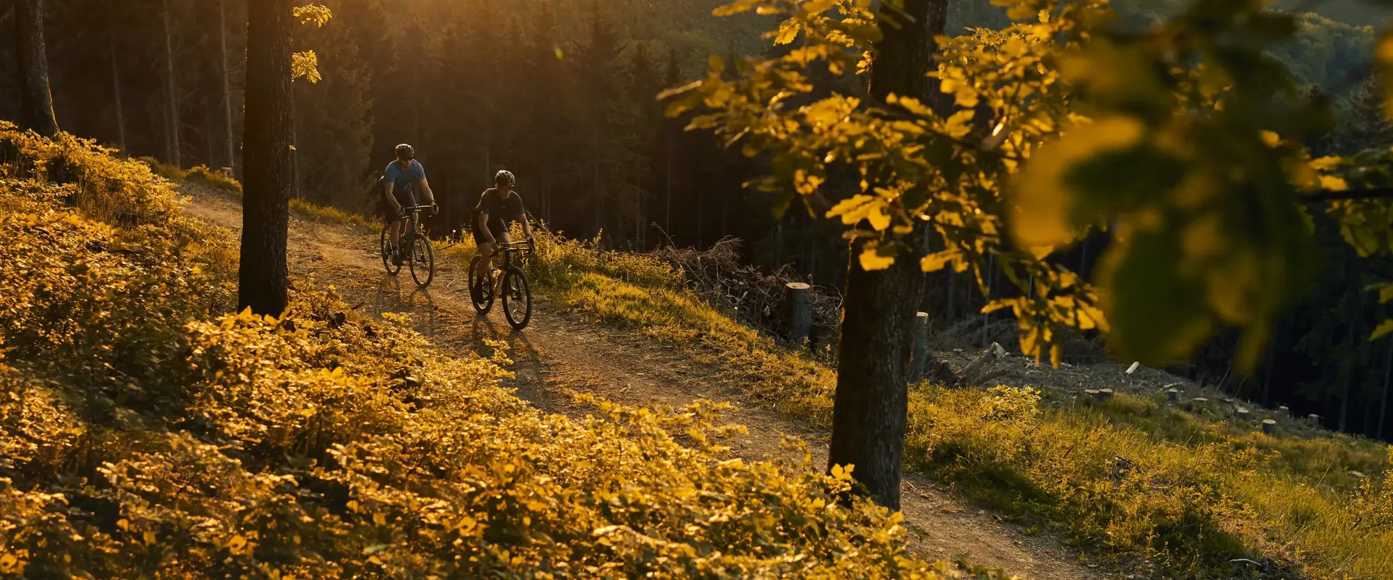 Zwei Radfahrer fahren vor toller Kulisse bei Sonnenuntergang einen Forstweg entlang.
