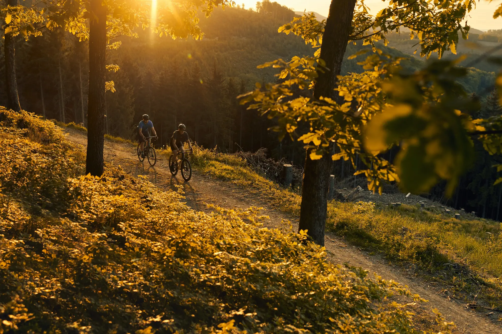 Zwei Radfahrer fahren vor toller Kulisse bei Sonnenuntergang einen Forstweg entlang.