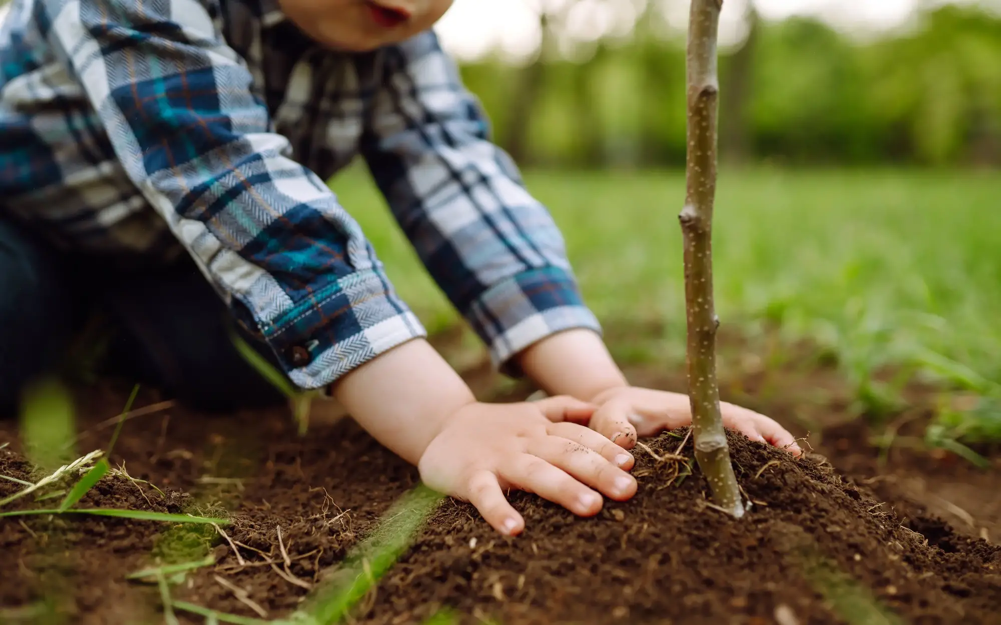 Ein kleiner Junge drückt mit seinen Händen die Erde um einem frisch eingepflanzten Baum fest.