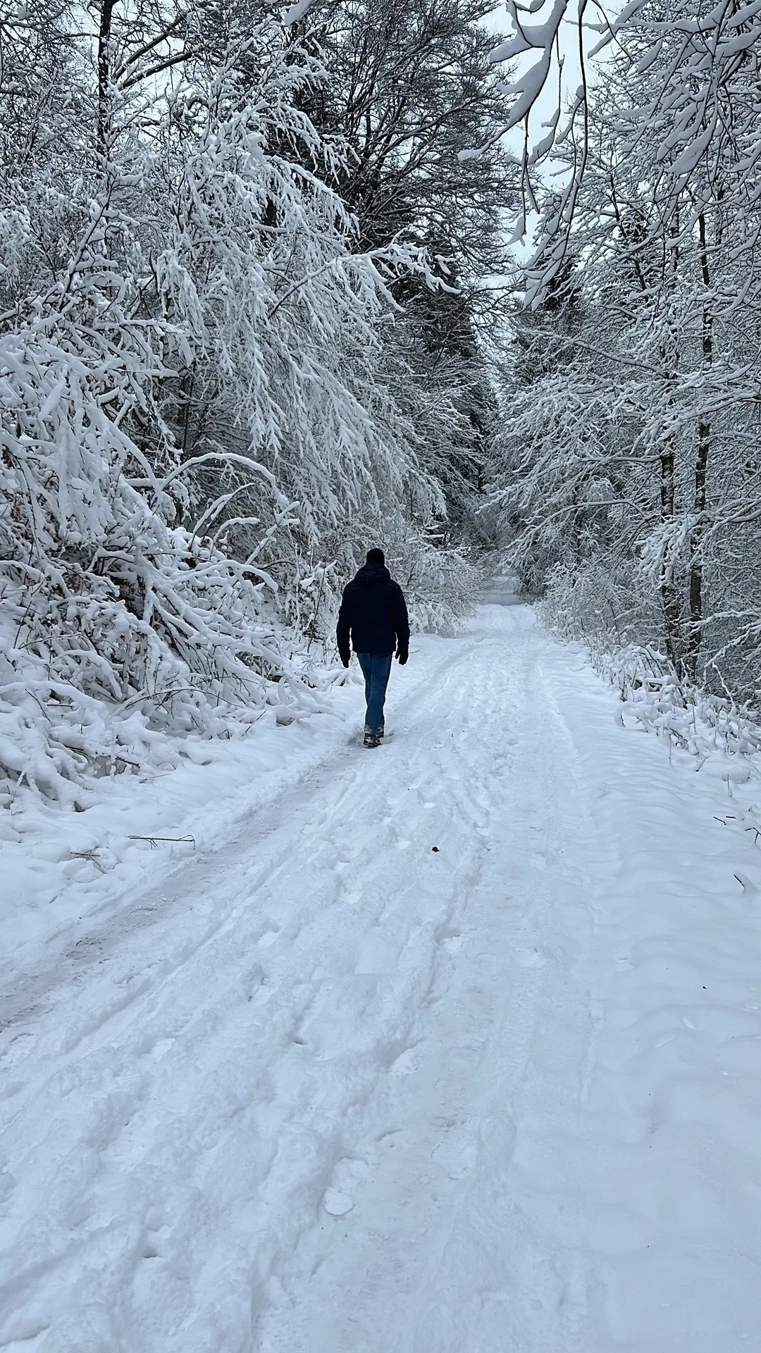 Eine Person wandert einen schneebedeckten Waldweg entlang.