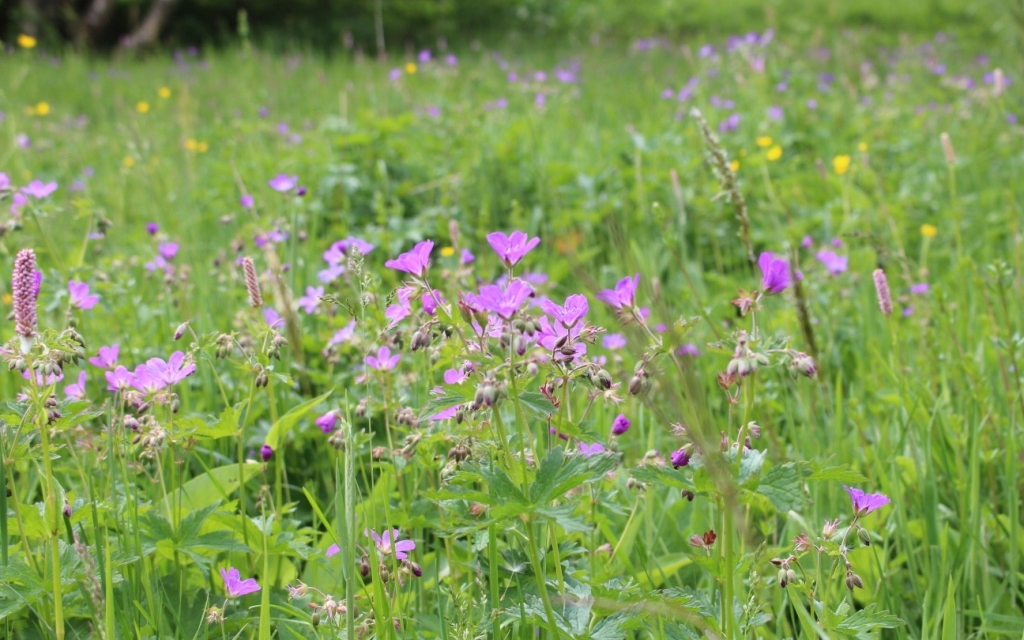 Eine blühende Bergweise im Sommer.