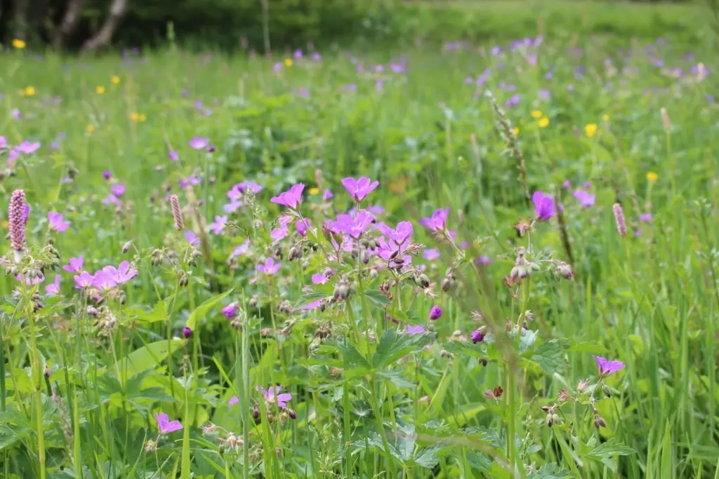 Eine blühende Bergweise im Sommer.