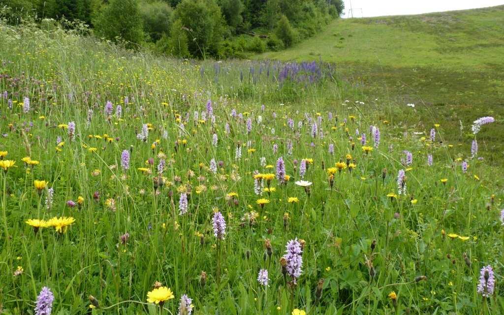 Eine blühende Bergwiese im Sommer.