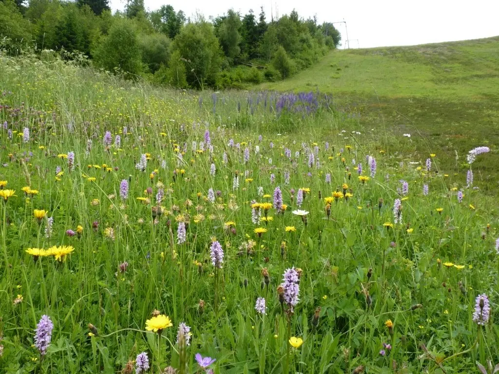 Eine blühende Bergwiese im Sommer.