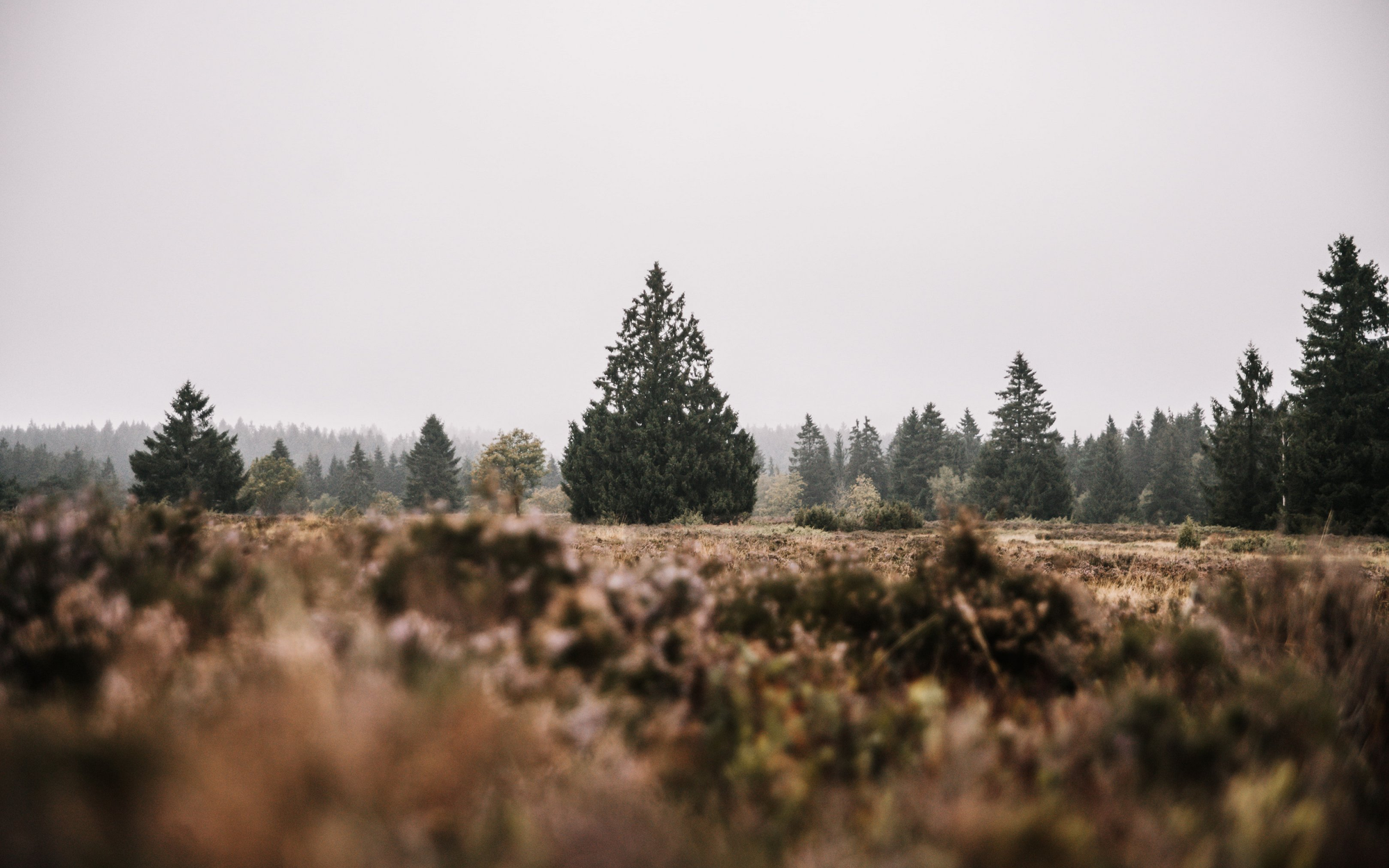 Die Landschaft auf der Hochheide in Niedersfeld.