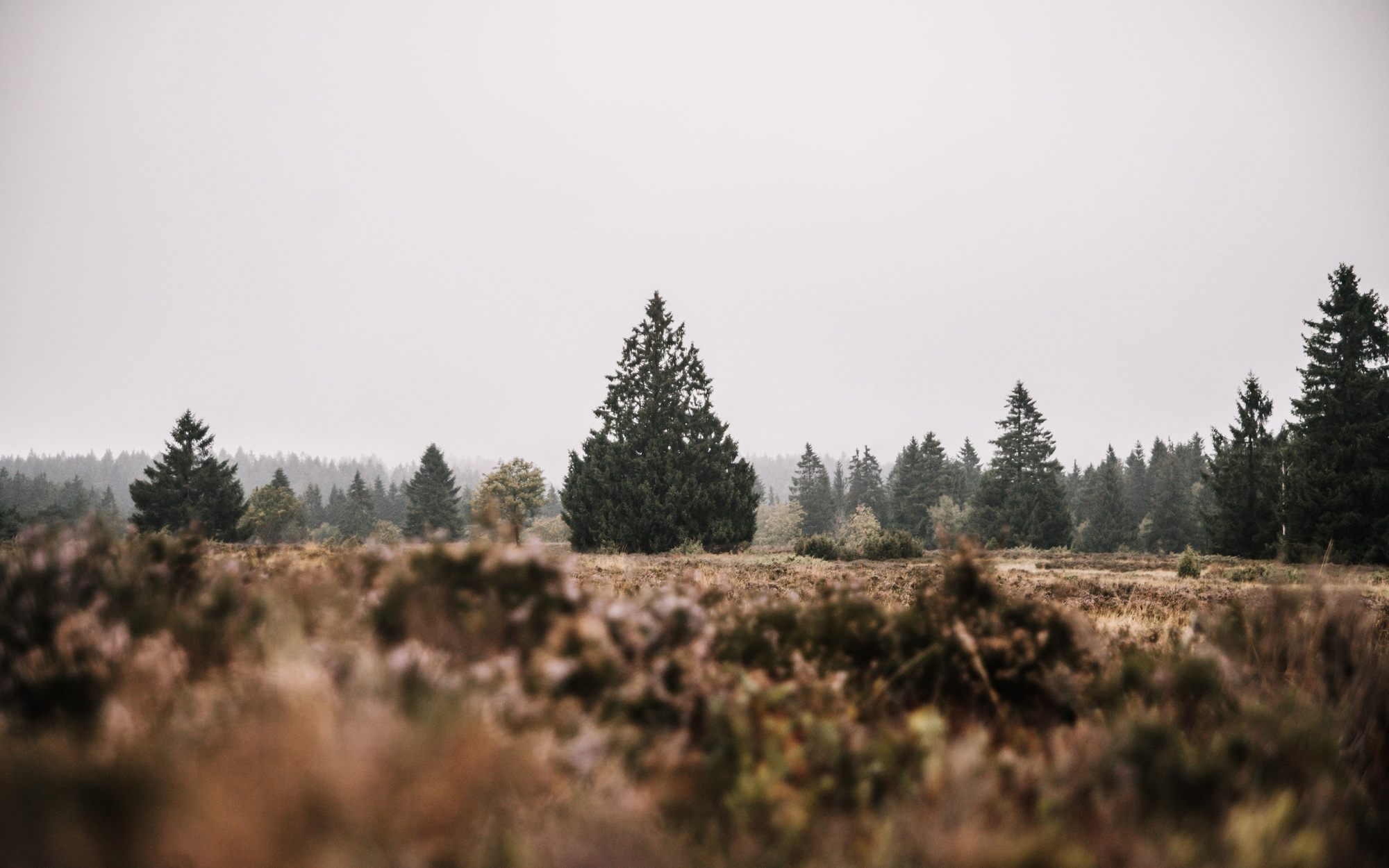 Die Landschaft auf der Hochheide in Niedersfeld.